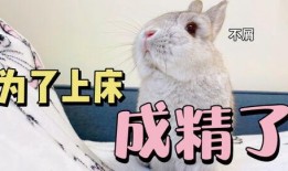 吃瓜娱乐兔子,揭秘娱乐圈幕后趣闻