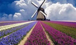 风车花在线观看,浪漫邂逅，风起云涌的青春旋律