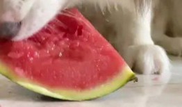 网红吃瓜狗子图片大全大图,萌图大全大图来袭！